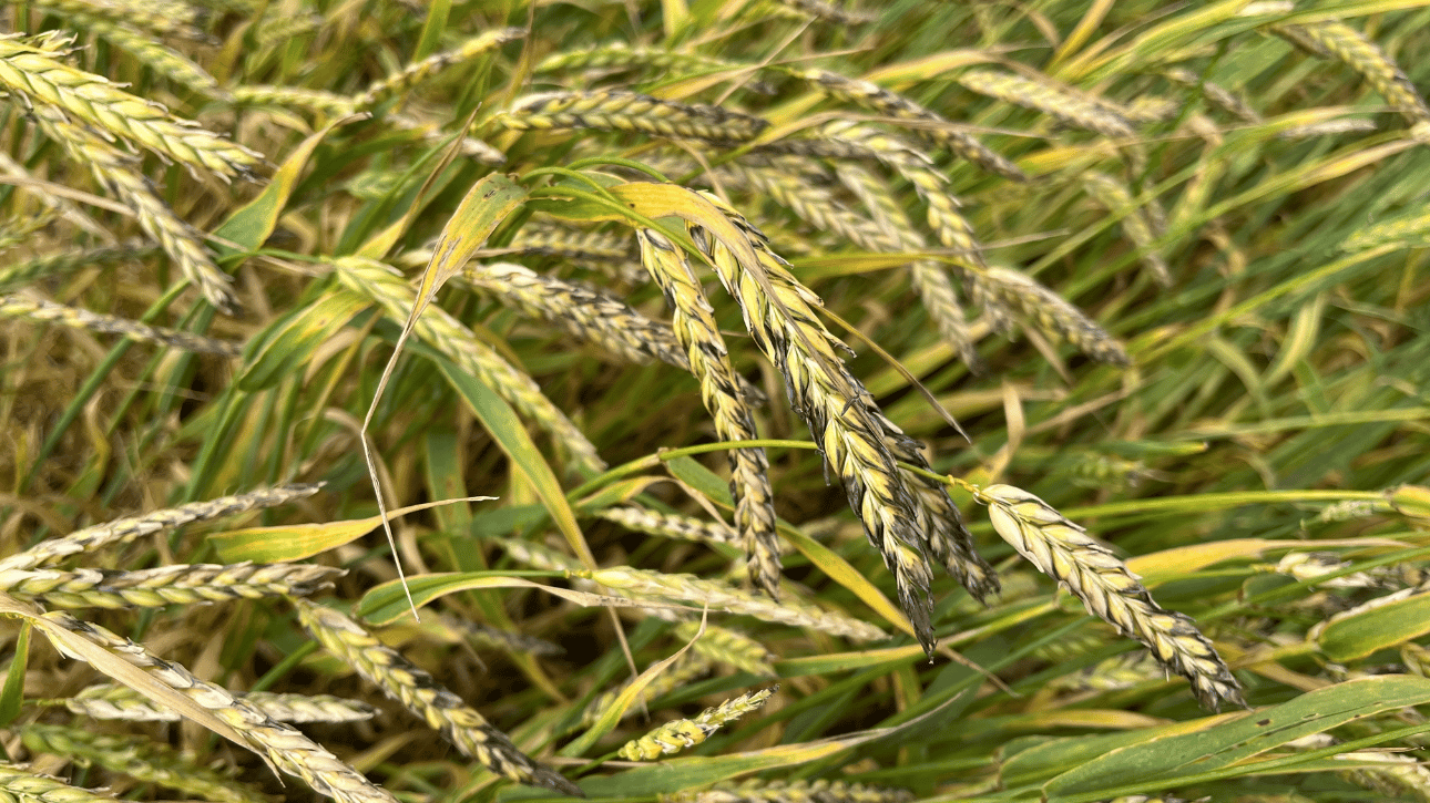 Początek dojrzewania